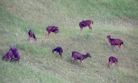 Oh deer, are they safe? Sambar herd spotted in Woodlands