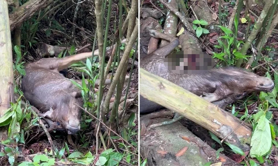 The deer was found struggling on its side along a nature trail. 