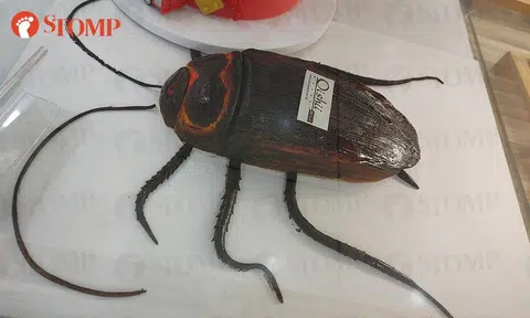 'Roach cake? No thanks': Stomper creeped out by cockroach-shaped dessert at West Coast Plaza