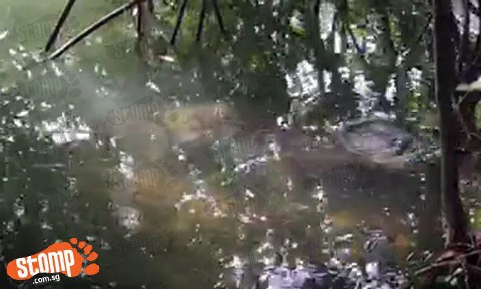 Family comes 'face-to-face' with 1.5m crocodile at Sungei Buloh Wetland Reserve
