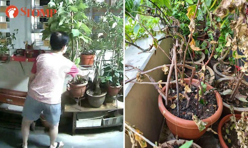 'Plant killer' pours substance into Petir Road family's potted plants, caught on CCTV after years