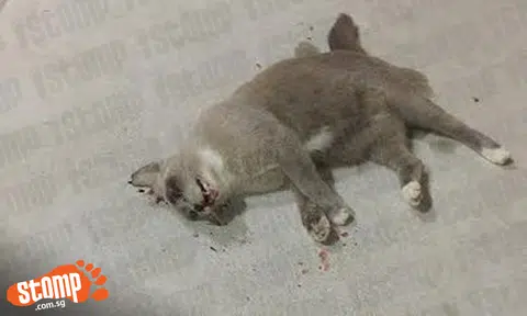 Cat found dead at Tampines St 83: Women saw man slam it on ground twice and use lighter to burn it