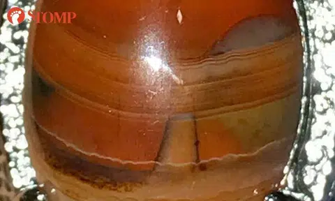 Can you see the beautiful scenery in this alluring stone?