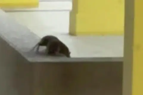 Rats trailing Geylang alley cause problems for nearby restaurant owners