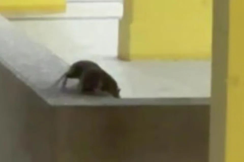 It was reported that at least four large rats were spotted in 40 minutes.
