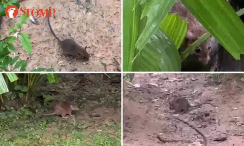 Man visits Bird Paradise, feels like he's at rat park instead after seeing rodents 'all over'