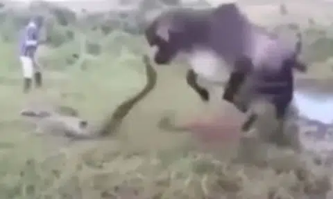 Cow unleashes hell on huge anaconda that crushed its calf to death