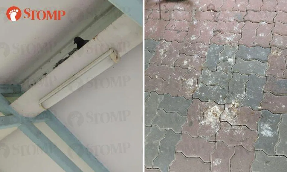 Boon Lay resident fed up with pigeons 'pooping all over and stinking up the place'