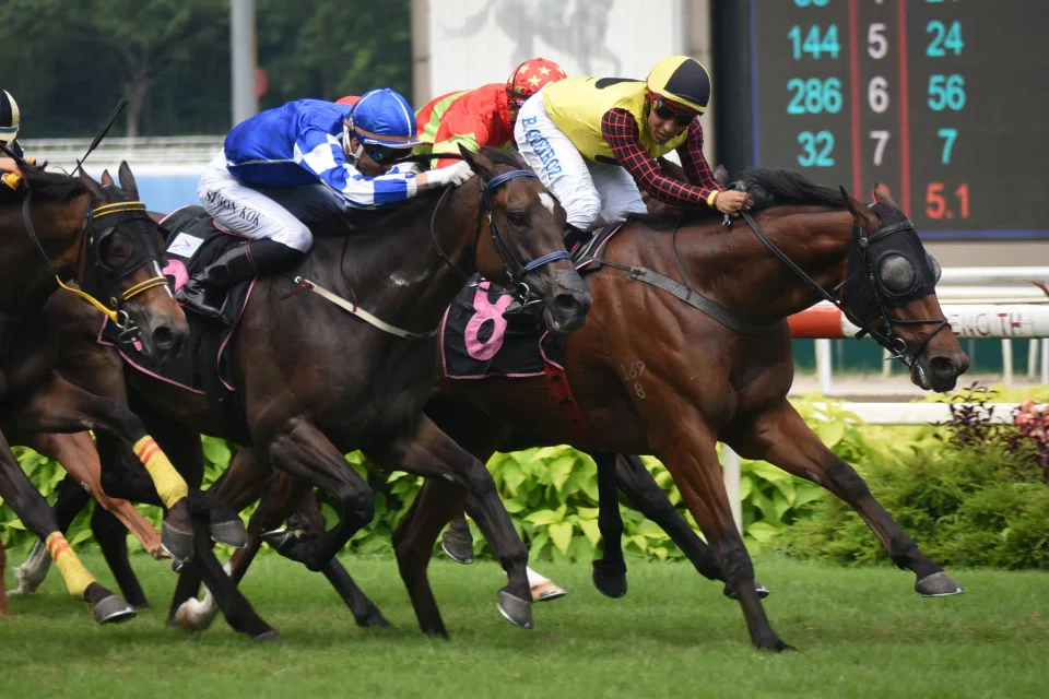 The Jason Ong-trained Top Field (Bruno Queiroz) finishing the best in the Class 5 race (2,000m) at Kranji on Aug 27, 2023. Now with Winson Cheng, Top Field worked a treat on April 29.