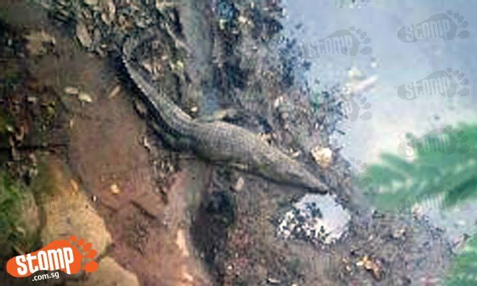 That's right! Just your friendly neighbourhood crocodile chilling at Admiralty Drive