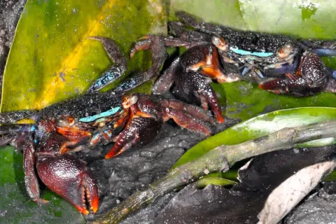 NUS researchers discover what's behind the electric blue strip on local mangrove crab