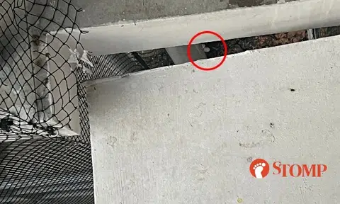 Fernvale resident beset by bird droppings, says neighbour lets pigeons lay eggs in service yard
