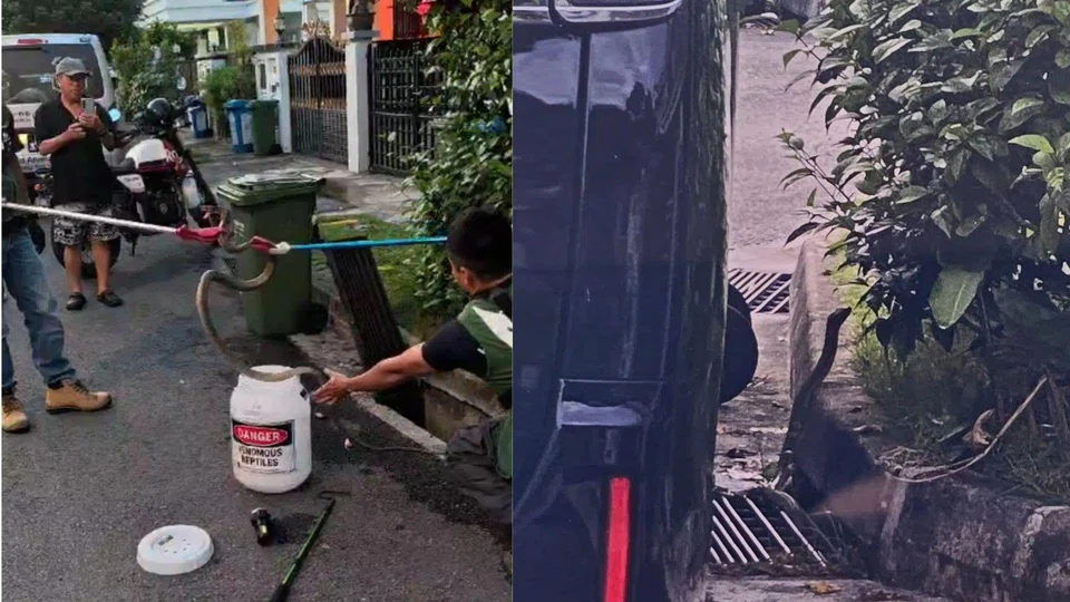 NParks also advised members of the public who encounter a snake to stay calm and back away slowly, giving the animal space to retreat.