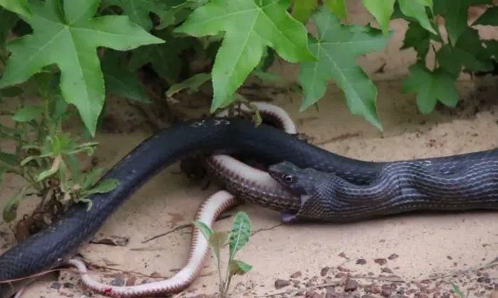 Snake miraculously lives despite being swallowed whole and spat back ...