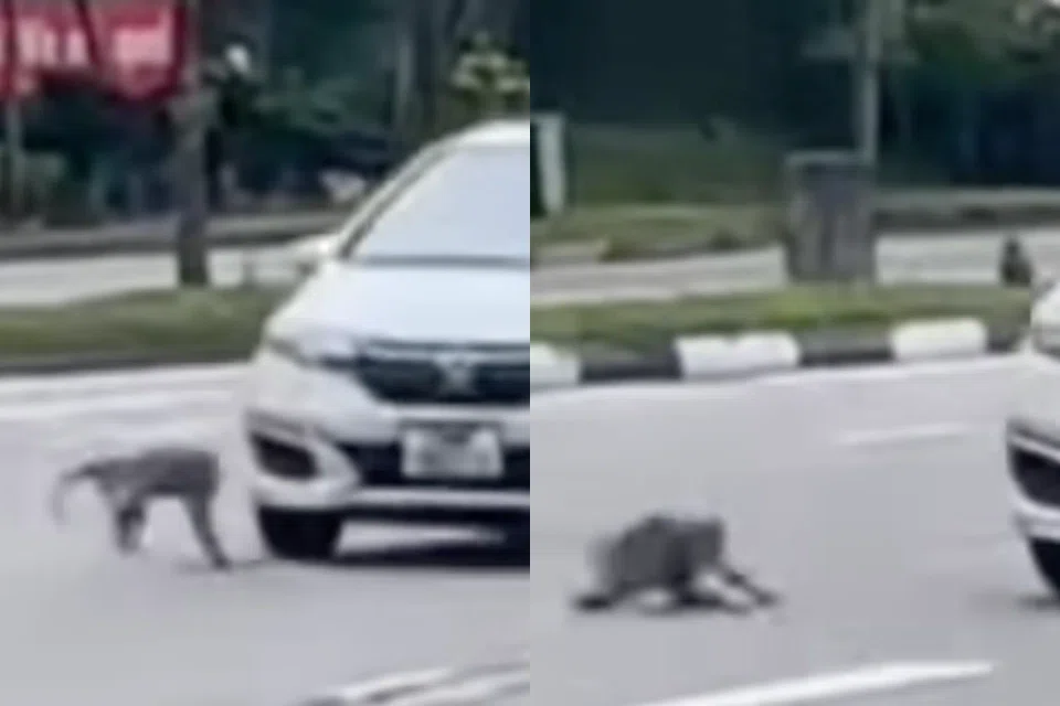 A monkey was hit by a car while attempting to cross the road, causing it to lose balance and tumble. 
