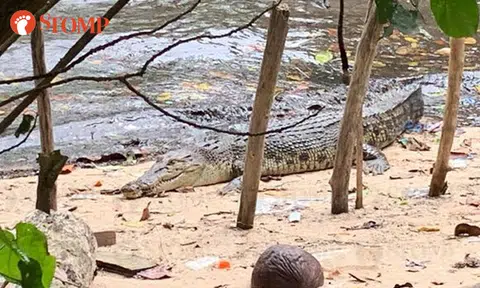 Crocodile enjoys sunbath at Sungei Buloh, turns around to pose for camera