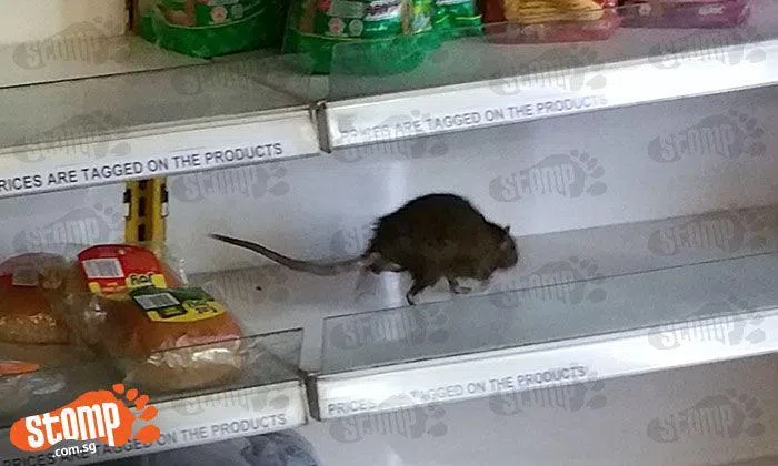 Shopper shocked to see large rat in bread stand at Bedok North ...