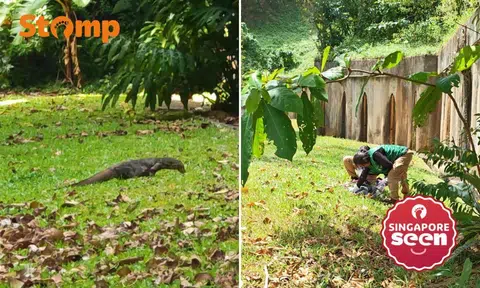 A resident at Block 42 Telok Blangah Rise spotted a monitor lizard crawling on the ground floor of the block and alerted the authorities.