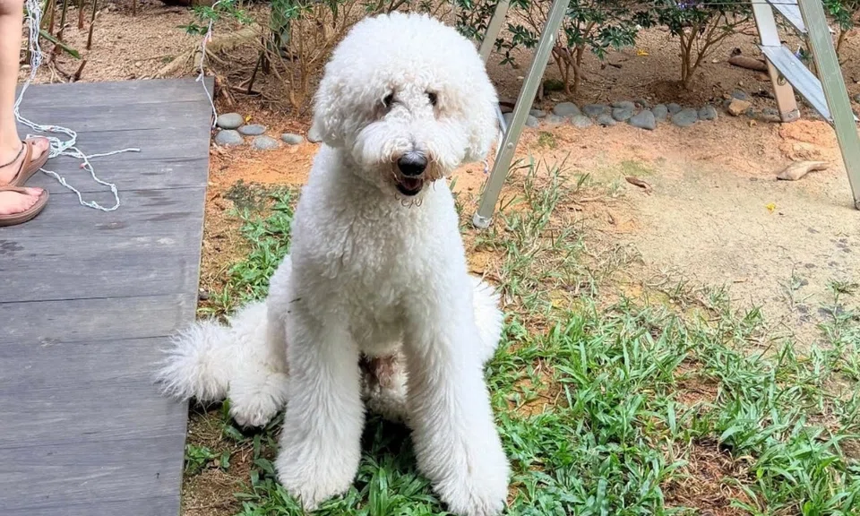 Man charged for death of dog at grooming facility