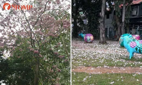 It's 'raining' flowers from trumpet trees at Little India, Toa Payoh and Boon Keng