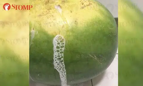 Stomper wakes up to see watermelon 'frothing': This might be why