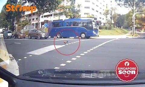 'Obedient' rooster crossing road in Bukit Batok reminds driver of S'pore's kampung spirit