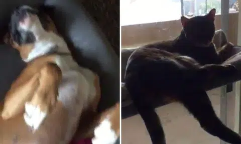 Dog and cat in Los Angeles takes on the mannequin challenge and ace it