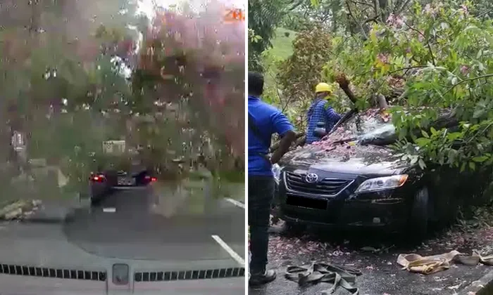 Driver taken to hospital after tree branch falls on car in Tiong Bahru ...