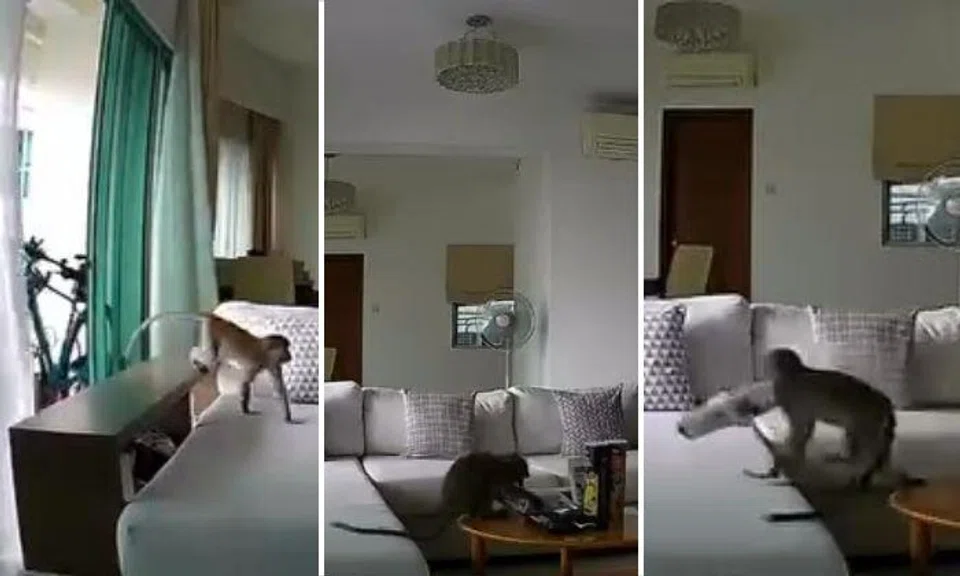The brazen theft, caught on the resident’s closed-circuit television on July 19 at 6.25pm, shows the monkey casually strolling into the living room through open balcony doors.
