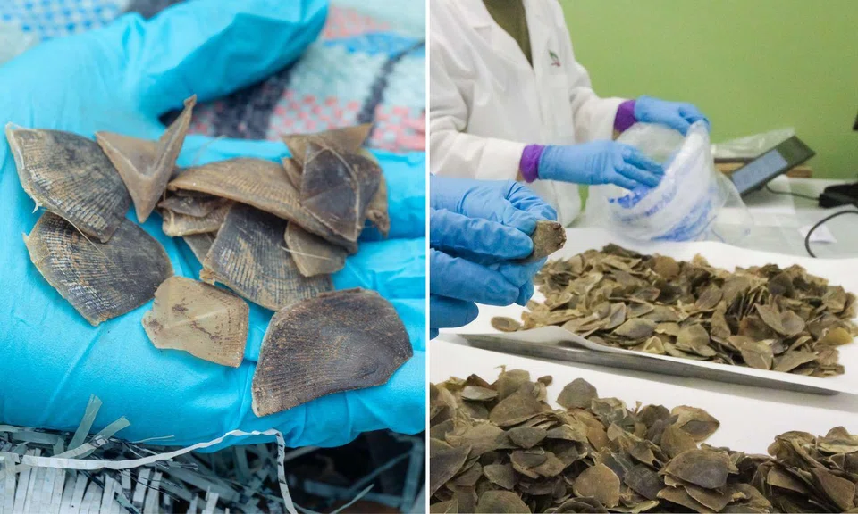 pangolin scales seizure