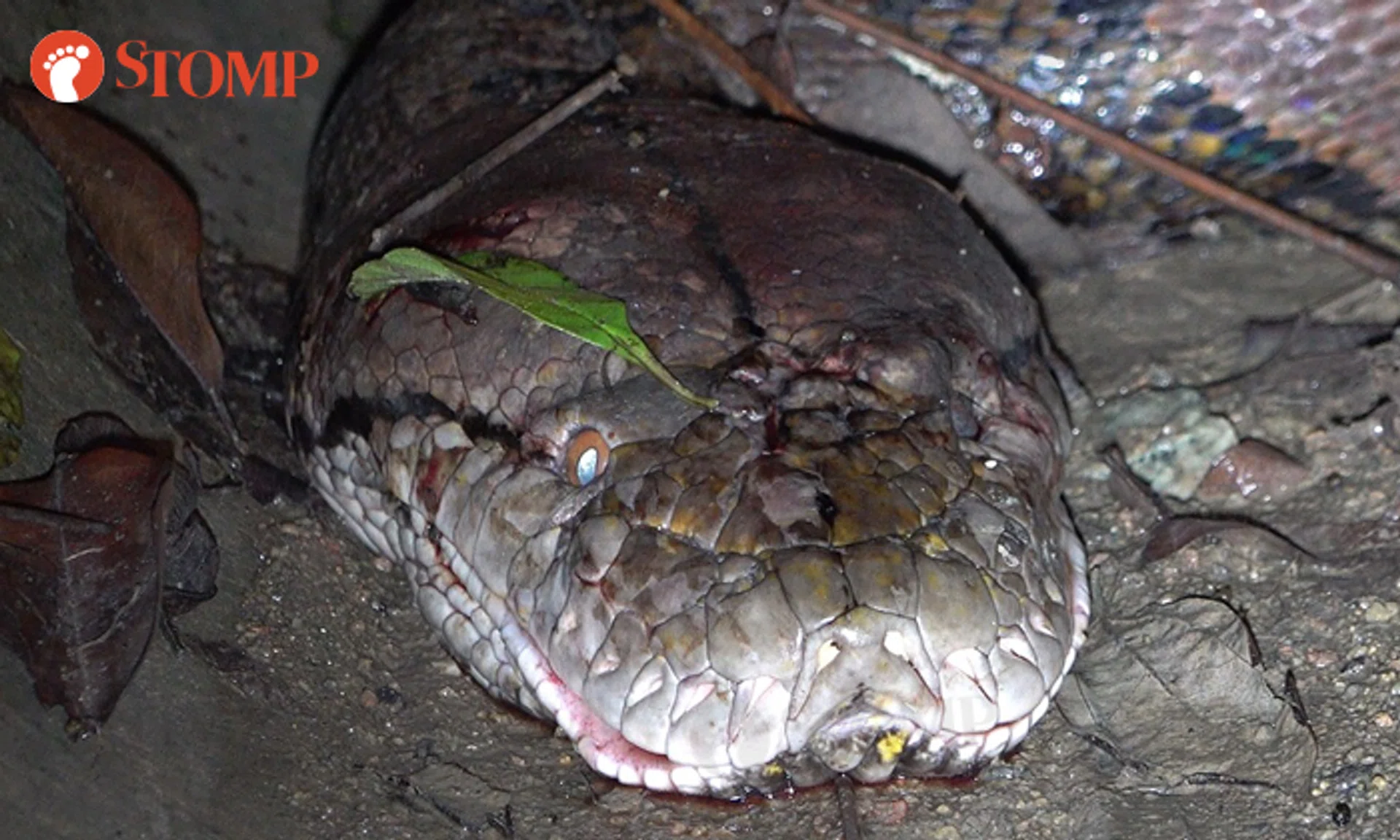 Large python found dead with bruises and head 'smashed': NParks looking ...