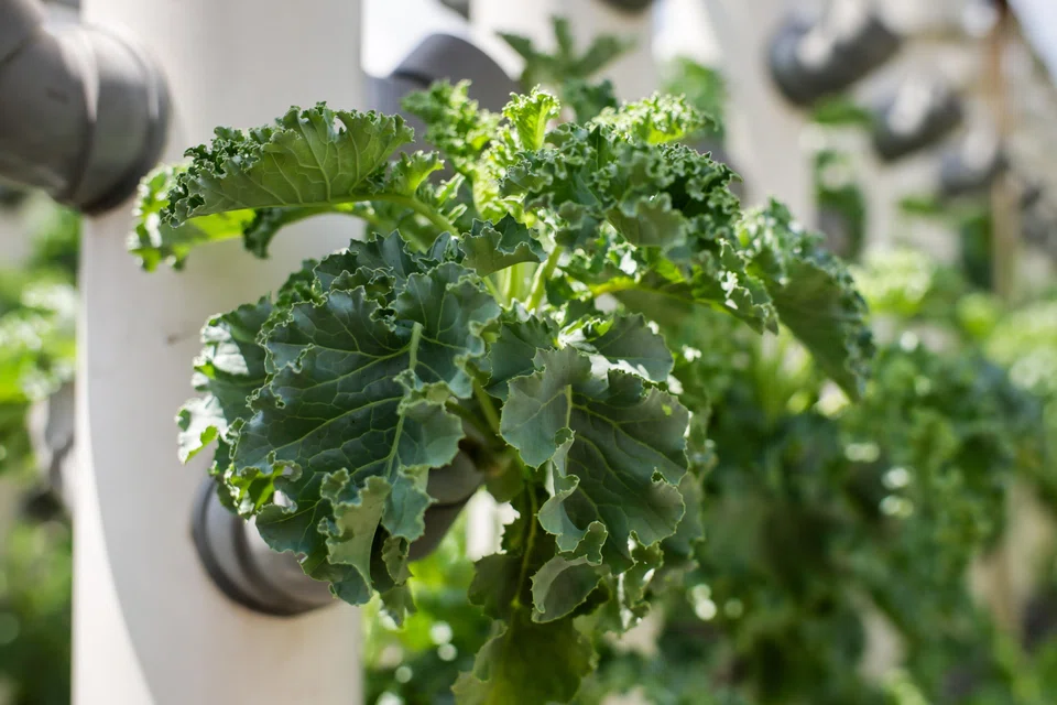 Mr Tham grows kale, basil and tomatoes at his farms.
