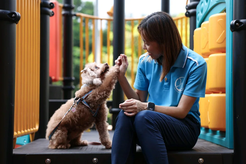 Ms Wong’s social enterprise, Human-animal bond In Ministry, provides animal-assisted intervention to beneficiaries, including prisoners and former offenders. ST PHOTO: BRIAN TEO