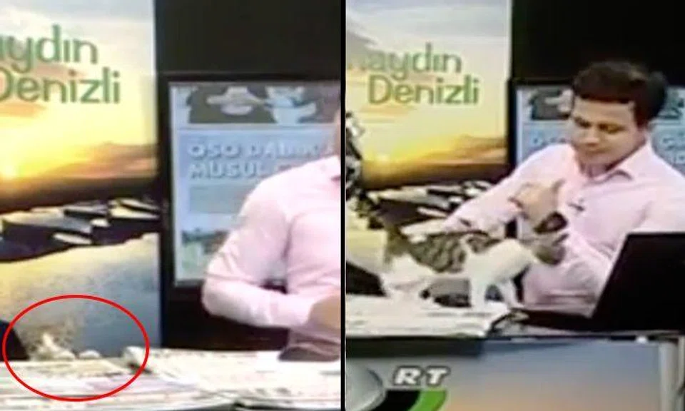 Pawllywood ready: Turkish live morning show interrupted by stray cat