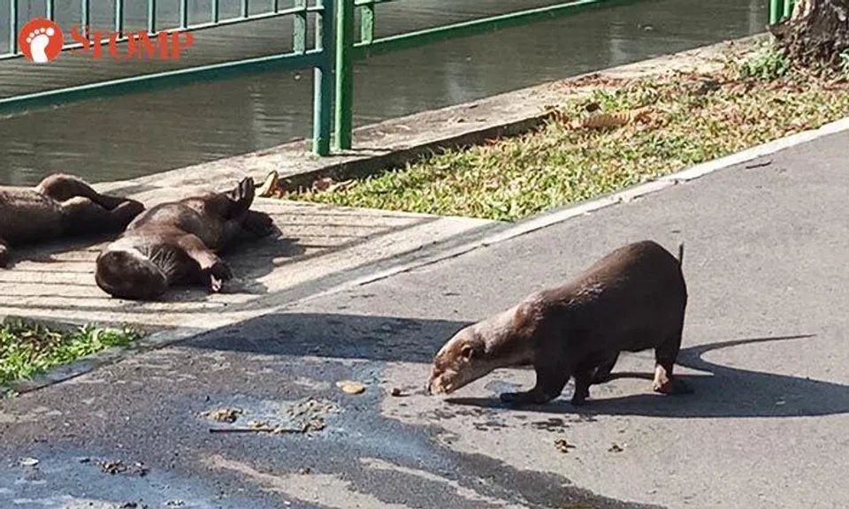 Stomper finds otters going about their "business" in Jurong: 'Dirty and stinky but still cute'