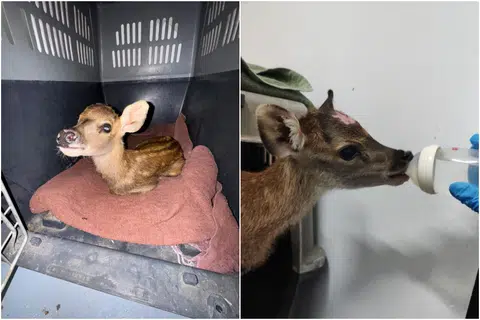 Week-old sambar deer pulled from drain, reunited with mother after two-day search