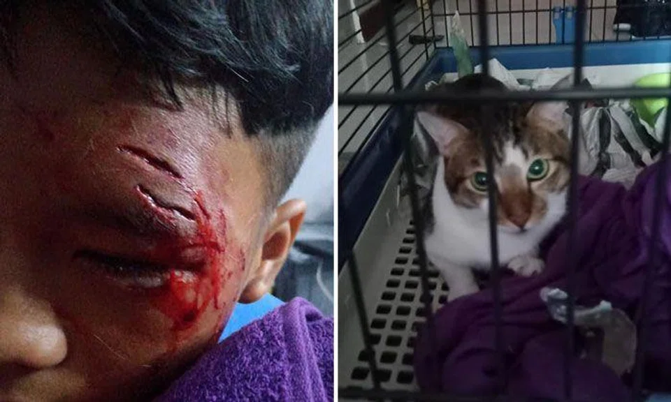 SPCA strongly advises cat owners to sterilise their pets after boy gets attacked by family cat