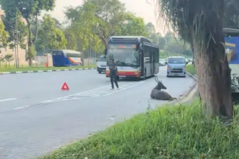 Injured sambar deer put to sleep after being hit by car in Mandai