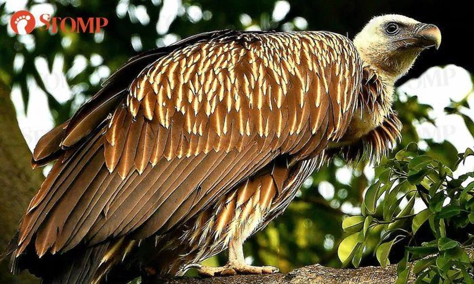 Man awed by Himalayan vulture at Singapore Botanic Gardens
