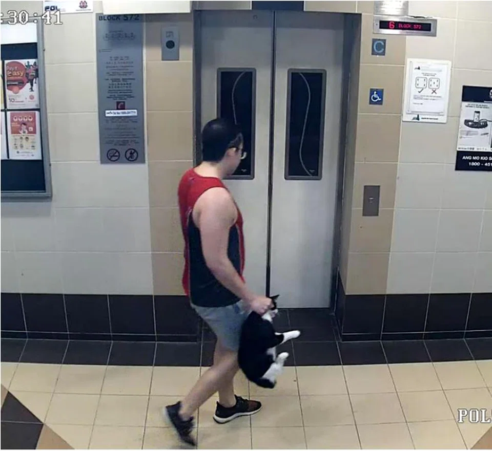 Lin abducted one to three cats at a time, releasing some and killing others.