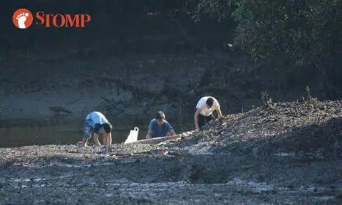 Stomper catches 'poachers' at Sungei Buloh Wetland Reserve and alerts NParks