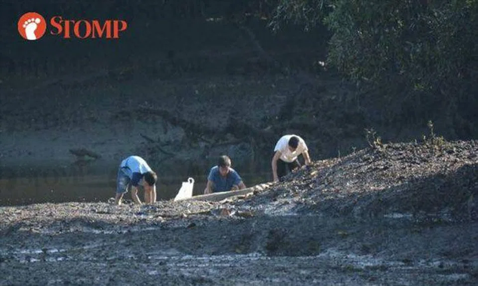 Stomper catches 'poachers' at Sungei Buloh Wetland Reserve and alerts NParks