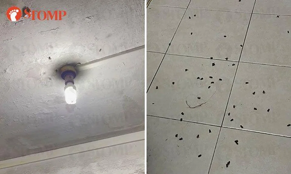 'Thousands' of bees attack Telok Blangah resident in his home, family left with 'swollen bruises for days'