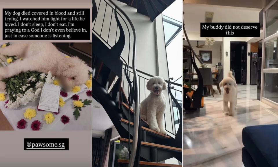 Buddy’s alleged death after a grooming session is now under NParks investigation, following allegations made by his owners Tanya and Tanish Dhillon.