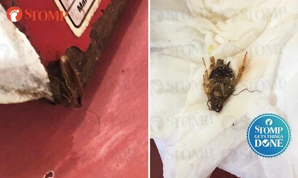 SFA takes action against Marsiling stall after cockroaches crawl all over table during family's meal