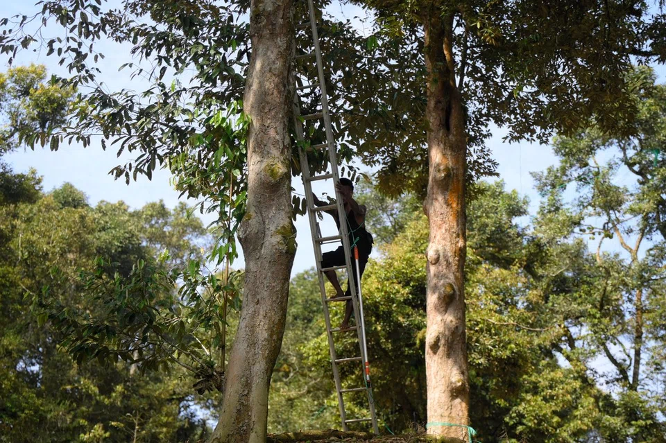 A VS Farms worker tying the branches of a tree to make sure its fruits do not fall prematurely.