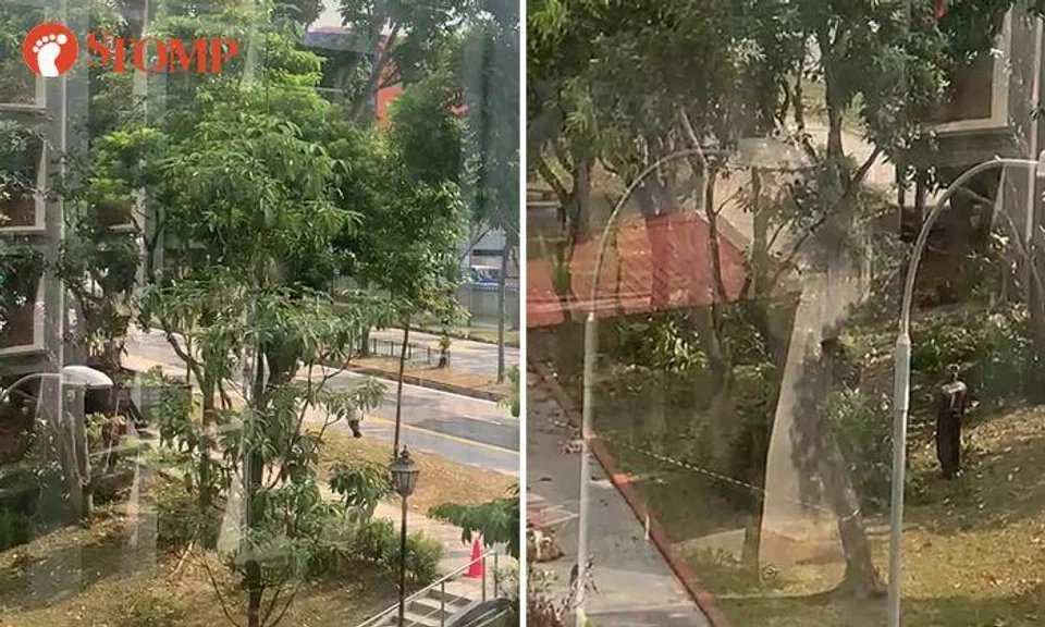Hougang family woken up by noisy tree-pruning works on Sunday -- but it had to be done