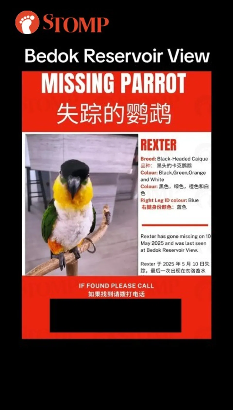 lost parrot