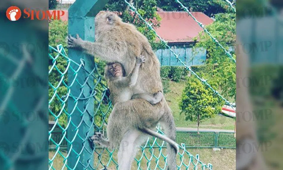 A mother's love knows no bounds -- even for animals