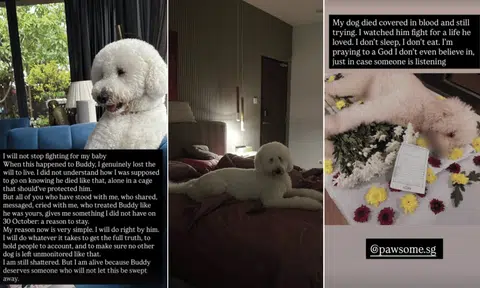 Screenshots from Instagram Stories show owner Tanya Dhillon alleging her dog Buddy died after a grooming session.
